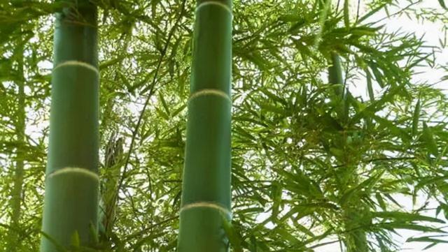 竹编产品有哪些呢